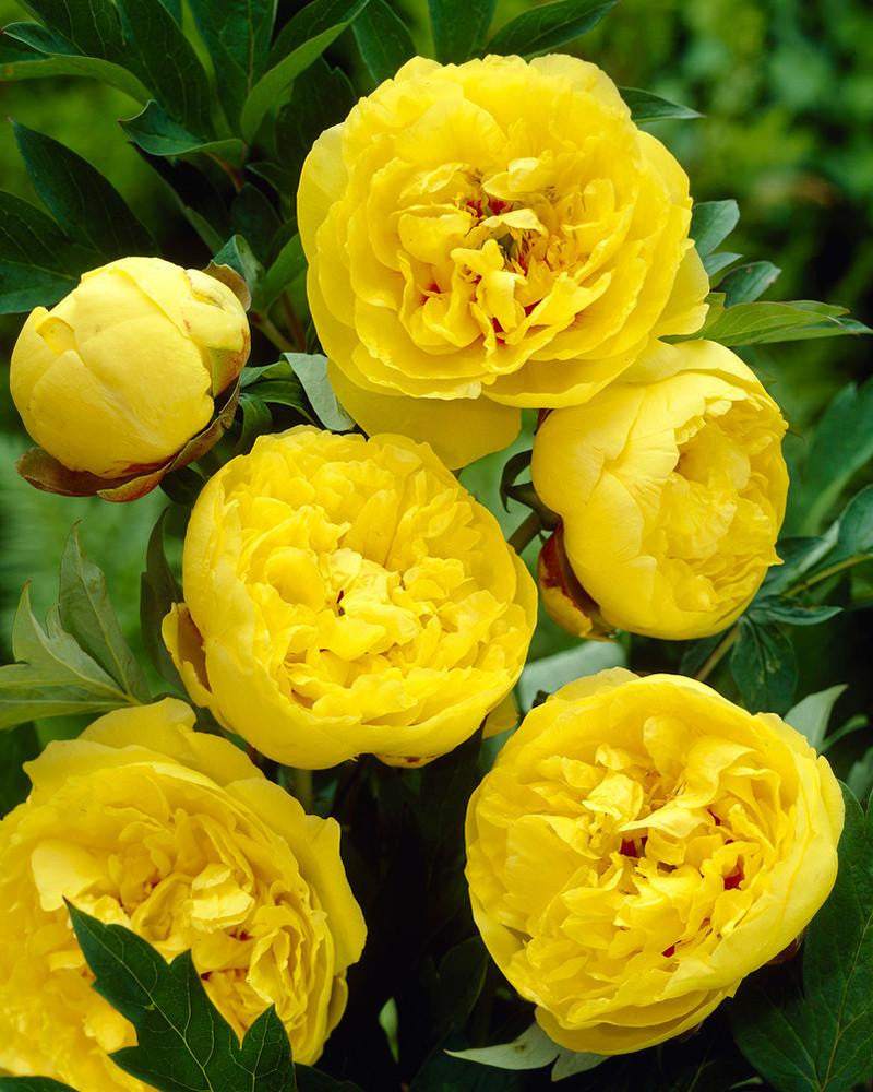 LUXURY AMMORB.CONC.86MIS XXL PEONY BLOOM